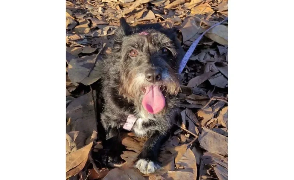 A Cacau está na maior pose de que teve um lindo passeio no parque