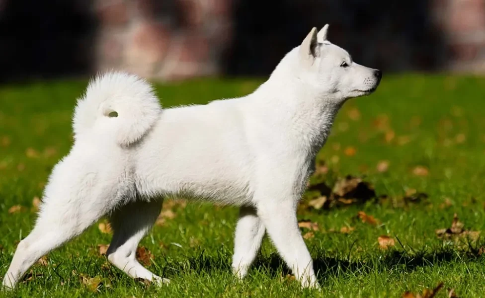 O cão Hokkaido tem porte médio e o rabinho enrolado