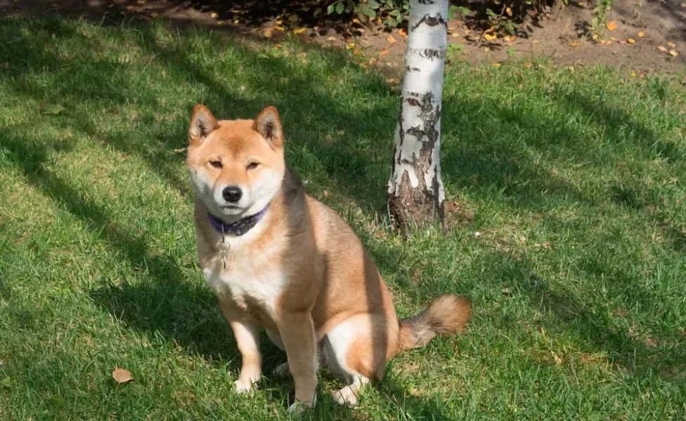 Cachorro japonês: assim como o Akita e o Shiba, o Hokkaido tem o padrão sésamo