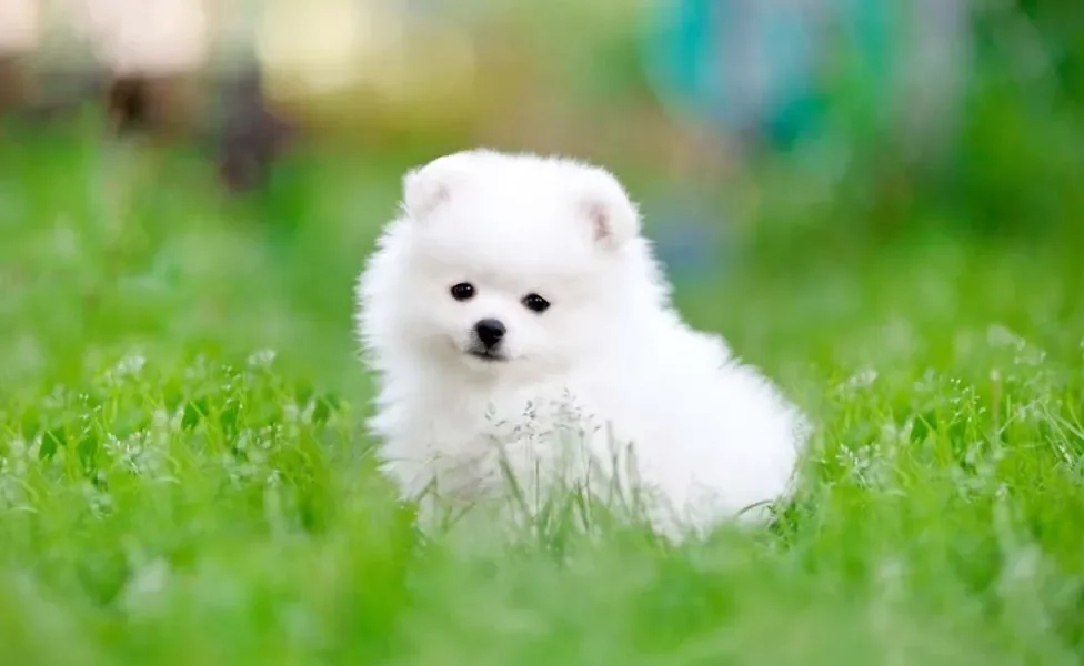 O Lulu da Pomerânia branco é apaixonante