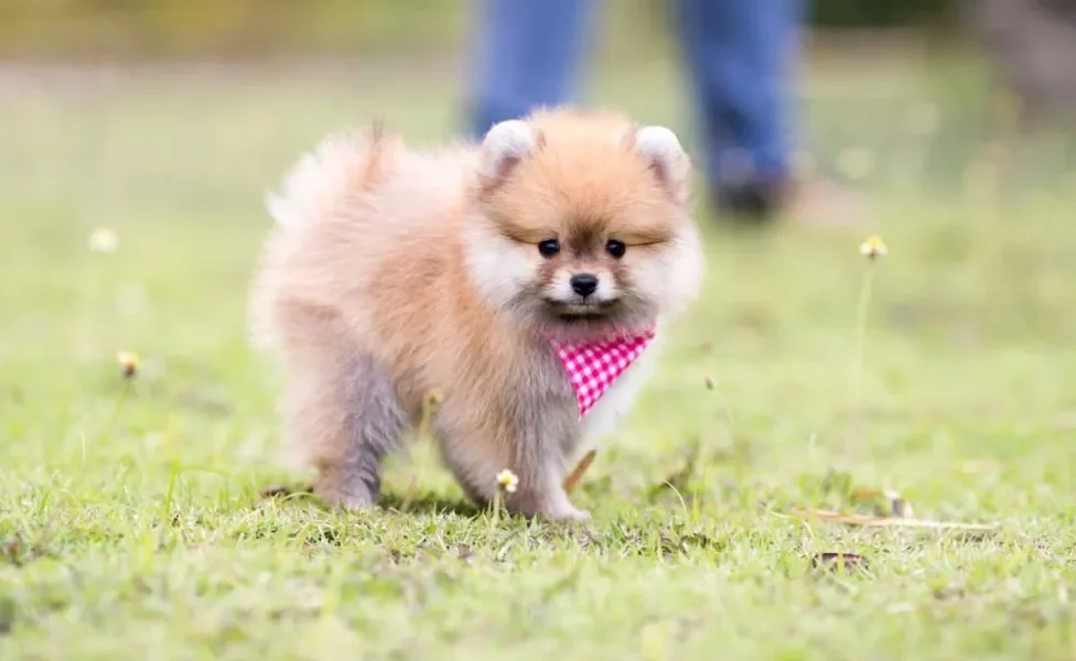 A diferença entre Lulu e Spitz é, basicamente, o tamanho dos cães