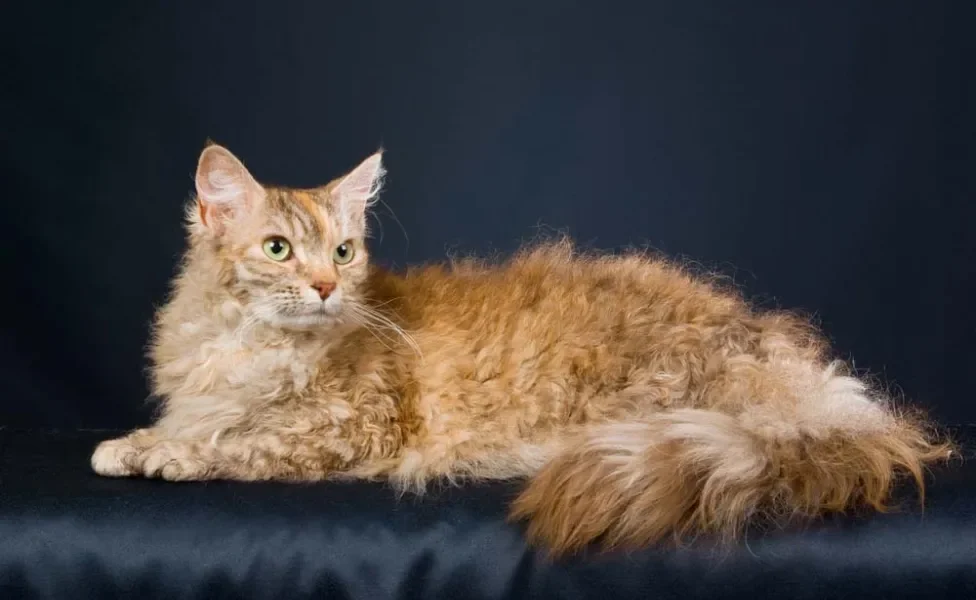 Não dá para falar de gato de pelo cacheado sem mencionar o LaPerm!