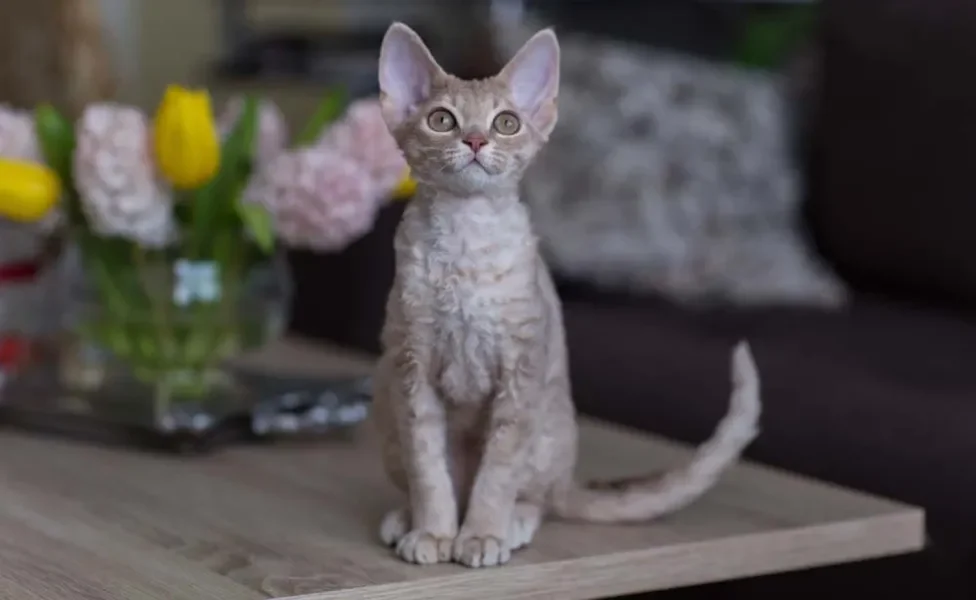 O Devon Rex está entre os gatos mais inteligentes que existem