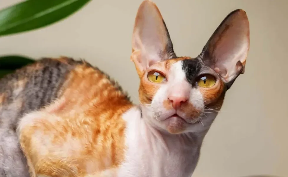 Gato de pelo cacheado e esbelto? Estamos falando do Cornish Rex