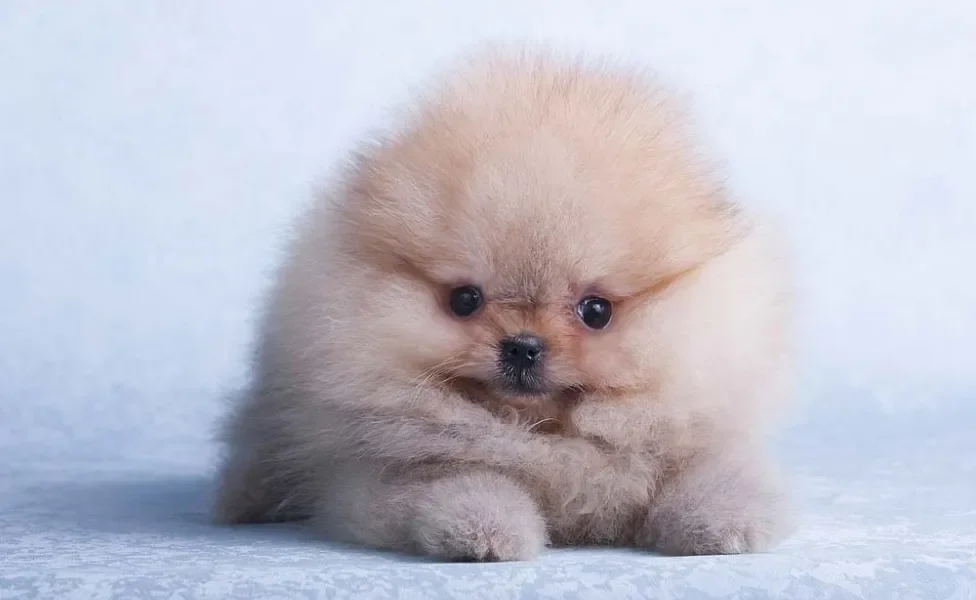 O Lulu da Pomerânia filhote costuma ser bem pequeno