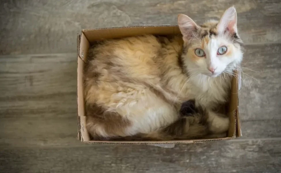 Assim como a maioria dos bichanos, esse gato de pelo cacheado não nega uma travessura