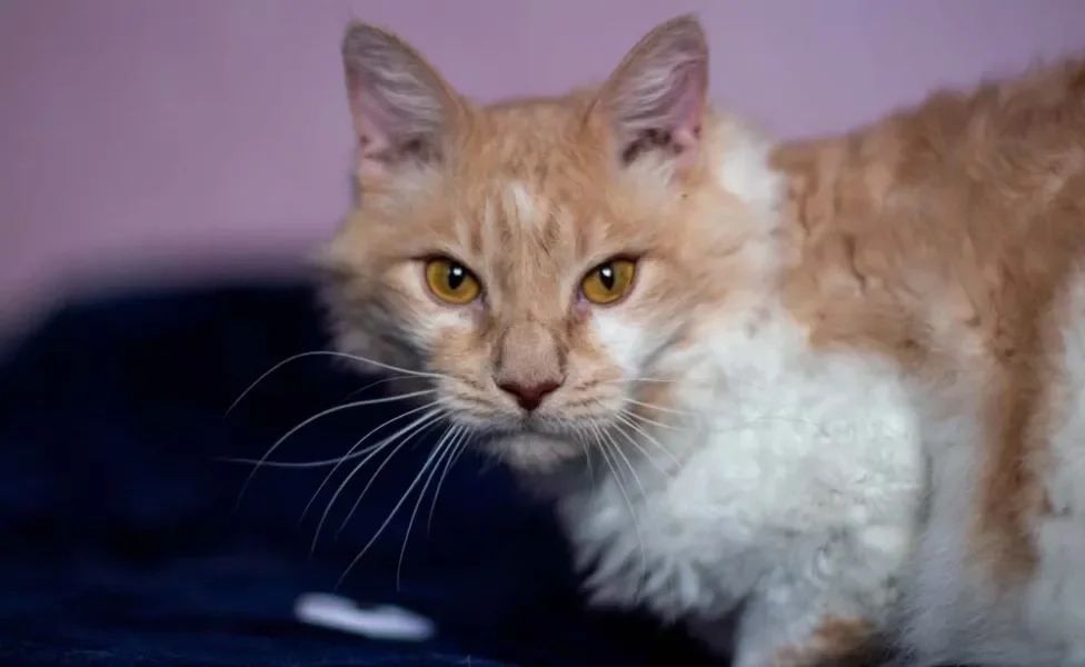 Esse gato de pelo cacheado costuma ser bem sociável