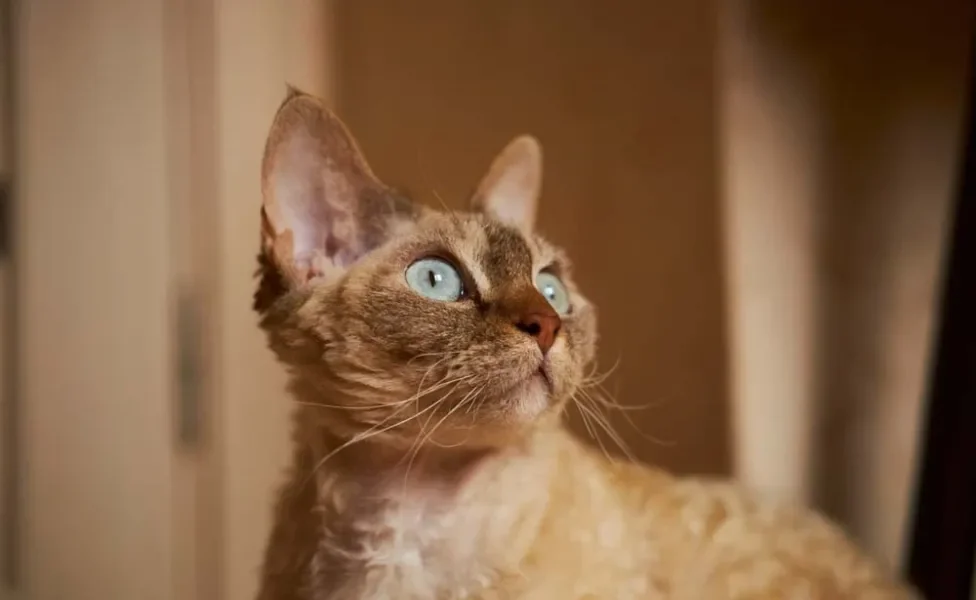 Esse gato de pelo cacheado é tão inteligente que pode ser até treinado como um cão