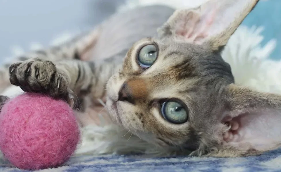 Brincadeiras cognitivas são muito importantes para esse gato de pelo cacheado