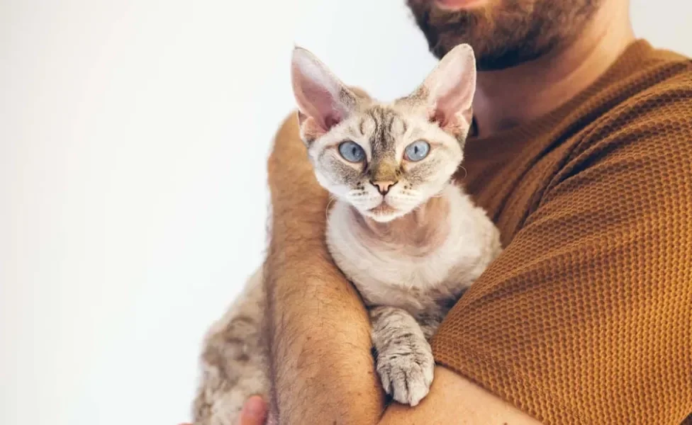 Mas esse gato de pelo cacheado também tem seu lado afetuoso