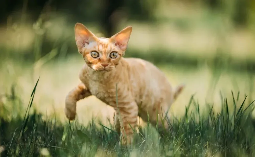 Um grande quintal pode ser bem interessante para o Devon Rex gastar sua energia