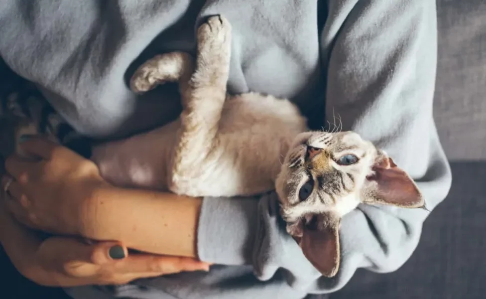 Os primeiros indícios do gato de pelo cacheado Devon Rex são de 1950