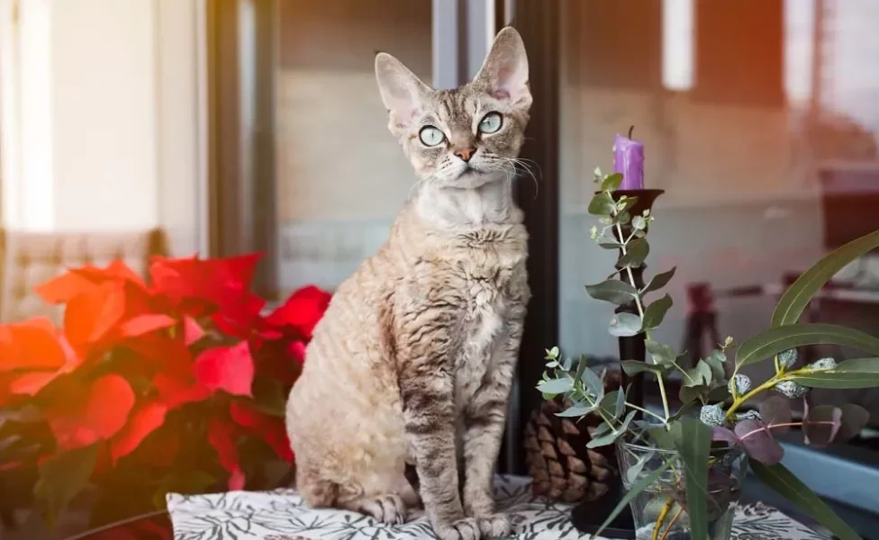 O primeiro gato de pelo cacheado da raça Devon Rex foi resgatado das ruas da Inglaterra