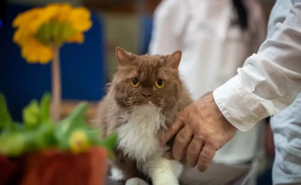 O Selkirk Rex é um gato de pelo cacheado descendente do gato Persa