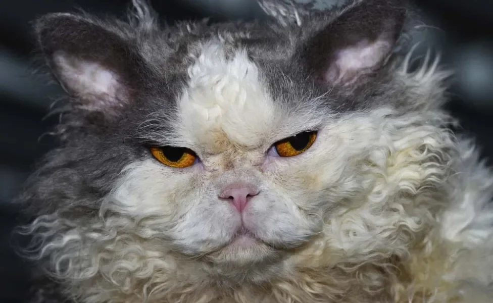 Por esse motivo, esse gato de pelo cacheado tem os mesmos olhos redondos do Persa