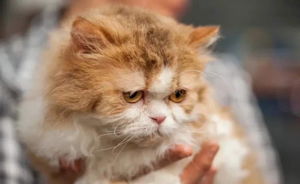 E mesmo com a carinha séria, o Selkirk Rex é um gato de pelo cacheado super amoroso