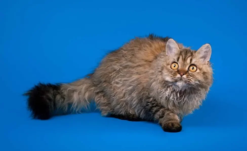 Os pelos do gato cacheado Selkirk Rex podem ser longos ou mais curtos