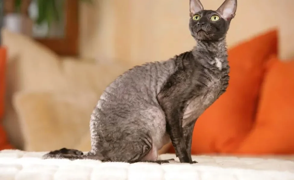 Ao contrário da maioria dos gatos de pelo cacheado, o Cornish Rex não é tão felpudo