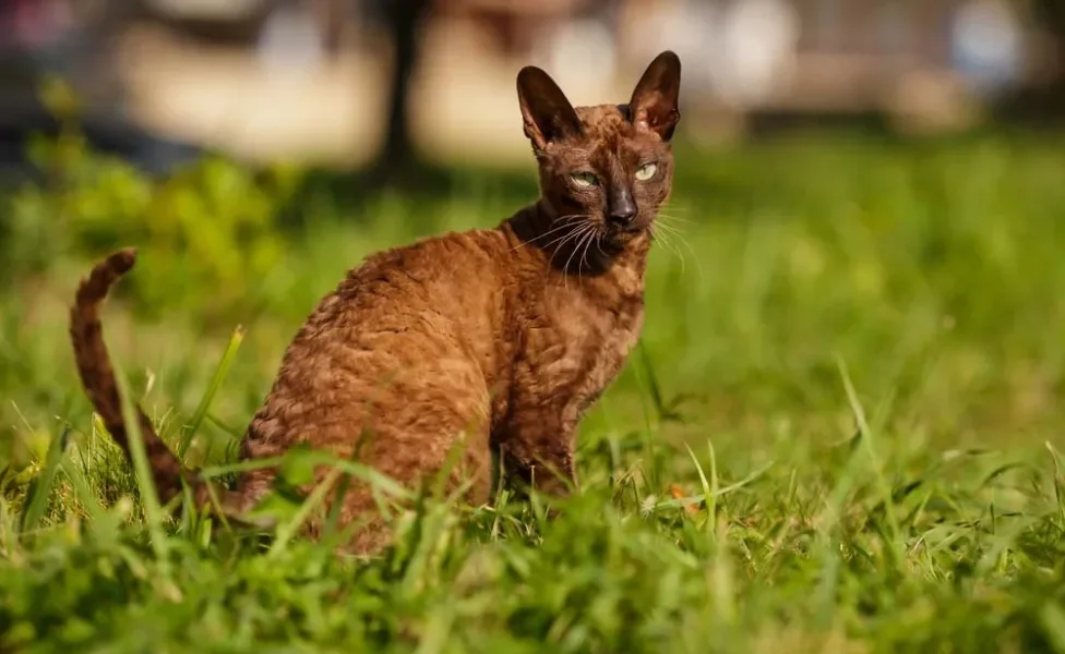 Elegância faz parte da característica o gato de pelo cacheado Cornish Rex