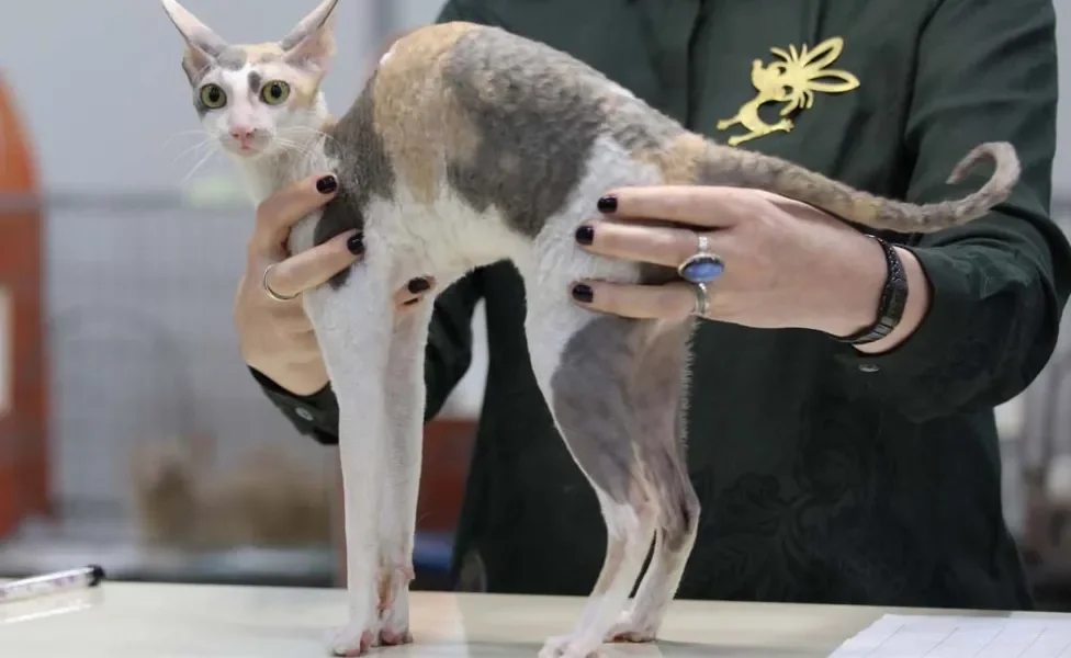 Esse gato de pelo cacheado tem as pernas longas e finas