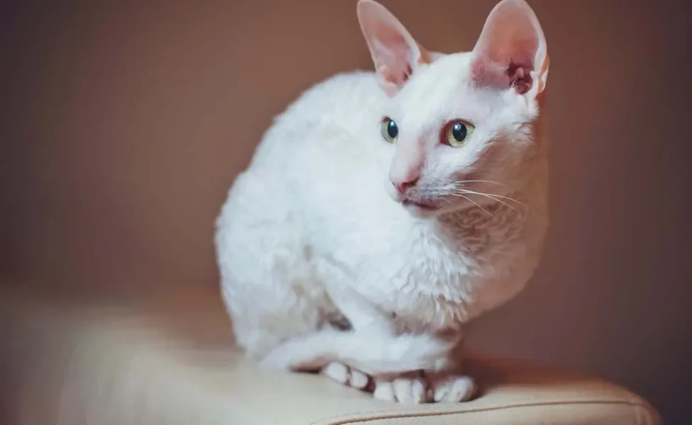 Esse gato de pelo cacheado e curto também é visto com um felino exótico