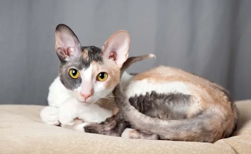 Até os bigodes desse gato de pelo cacheado podem ser ondulados