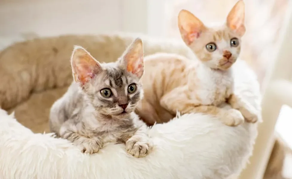 Os filhotes de gato de pelo cacheado da raça Cornish Rex já mostram os cachos desde cedo