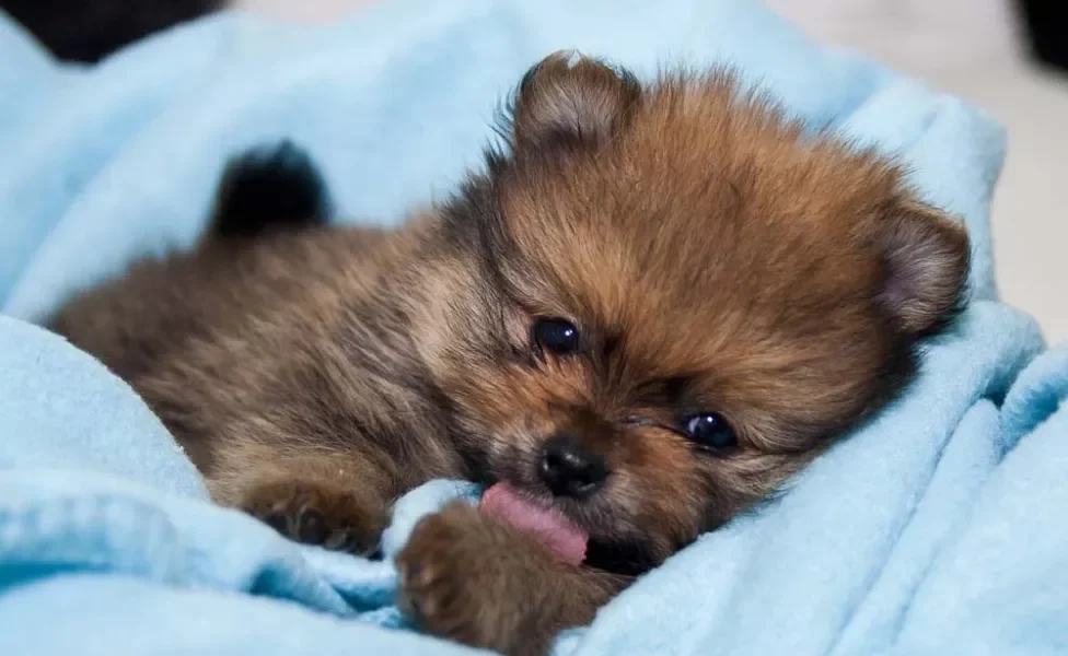 O cachorro Lulu da Pomerânia filhote é muito frágil