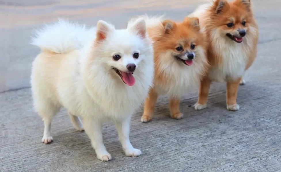 Lulu da Pomerânia branco ou caramelo são super populares