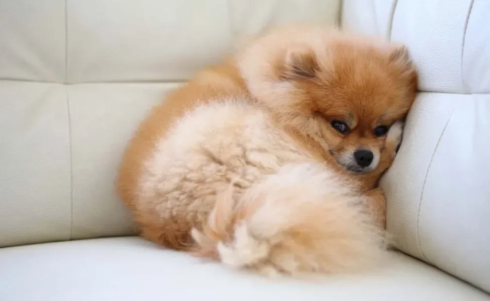 Raça de cachorro Lulu da Pomerânia fica bem sozinha, mas gosta de atenção