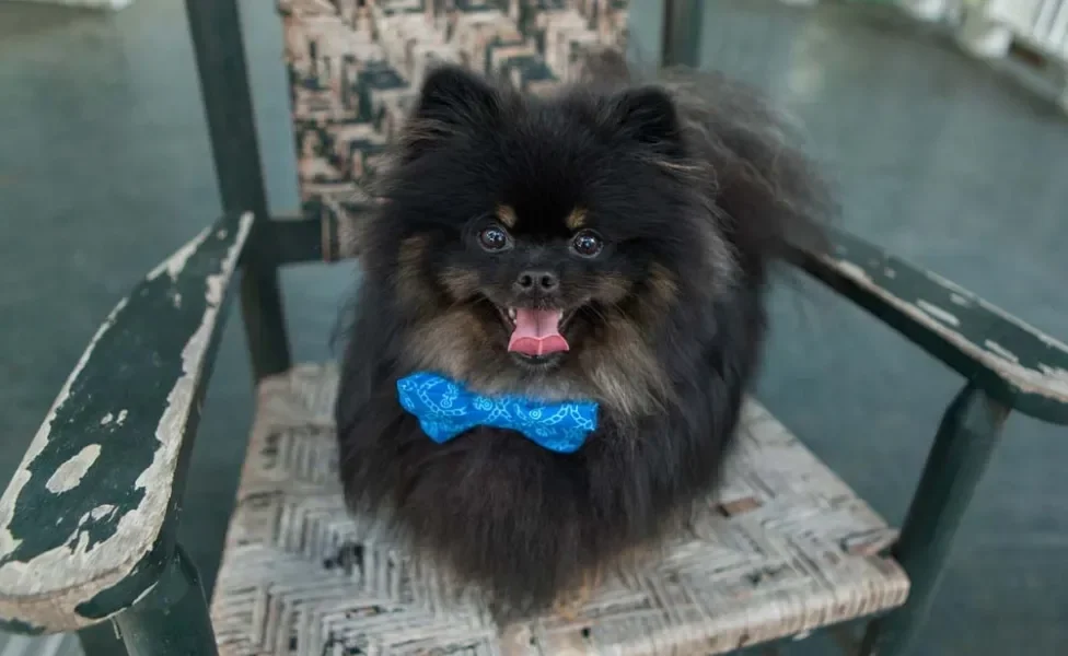 Spitz preto na versão anão (Lulu da Pomerânia) não é tão comum, mas é lindo