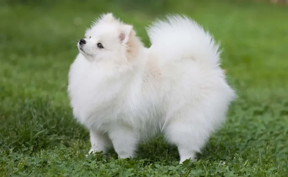 O Lulu da Pomerânia branco parece uma nuvem no formato de cachorro