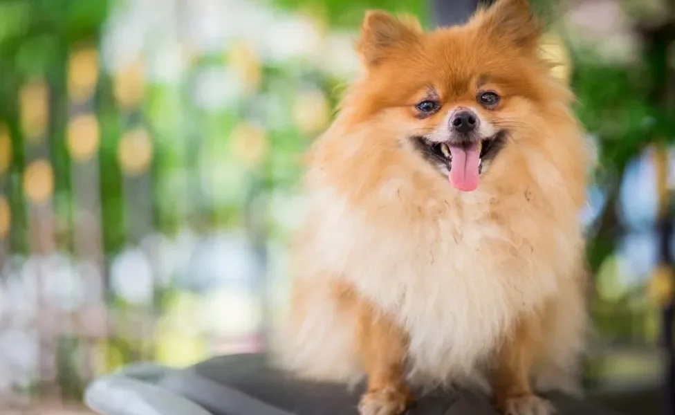 O Lulu da Pomerânia dourado e bege é um dos mais comuns