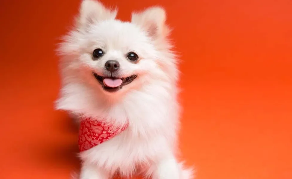 O Lulu da Pomerânia branco é um dos únicos de uma cor só