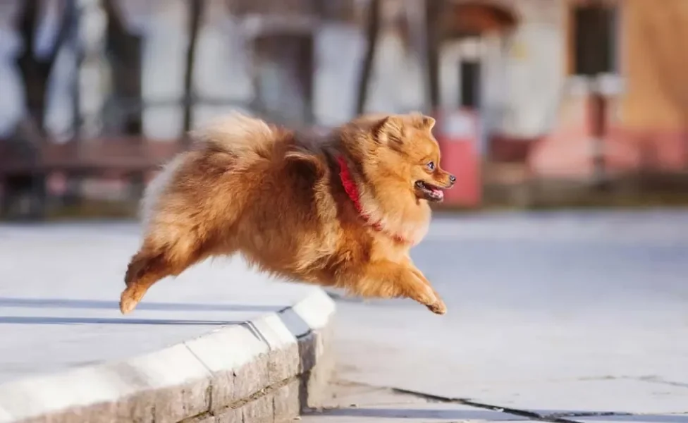 O Lulu da Pomerânia é cheio de energia e ama brincar