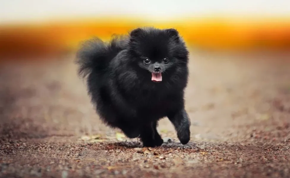 O Lulu da Pomerânia (ou Spitz Alemão) preto é um charme de cachorro