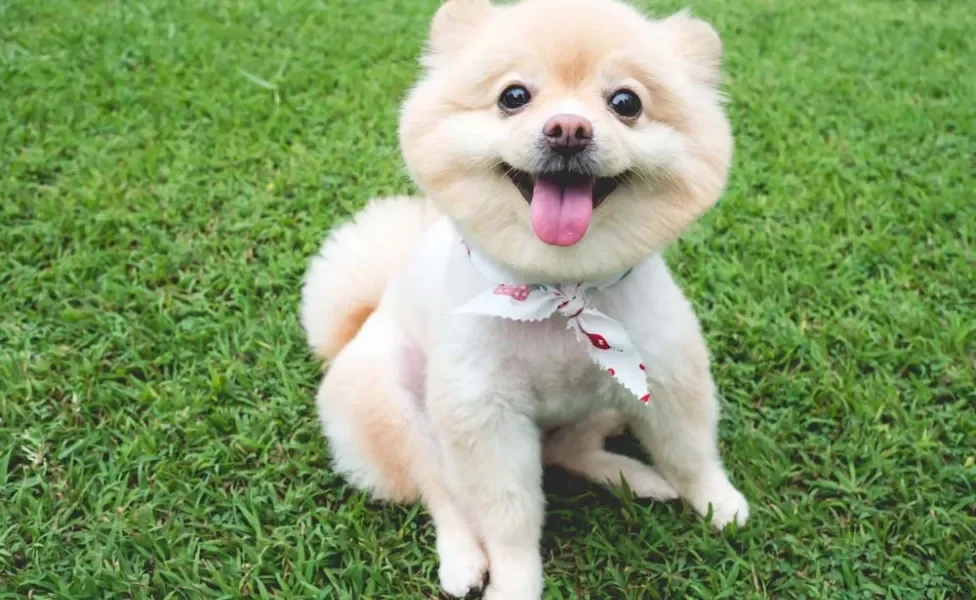 O Spitz Alemão ou Lulu da Pomerânia pode ficar bem diferente depois de tosado