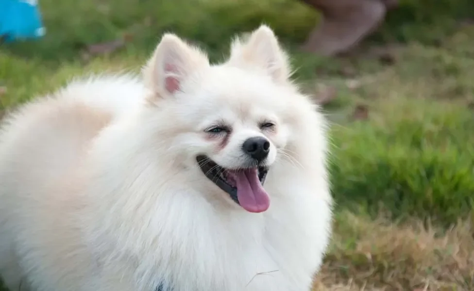 Cachorro Spitz Alemão branco precisa ser escovado duas vezes por semana