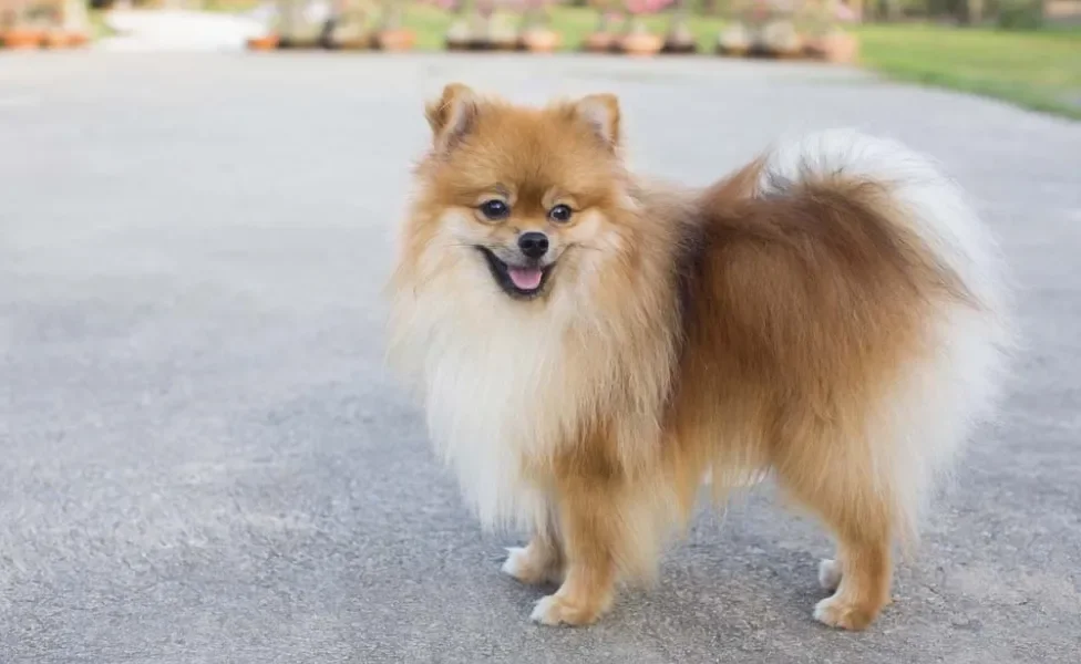 Lulu da Pomerânia (Spitz Alemão) é muito extrovertido e brincalhão