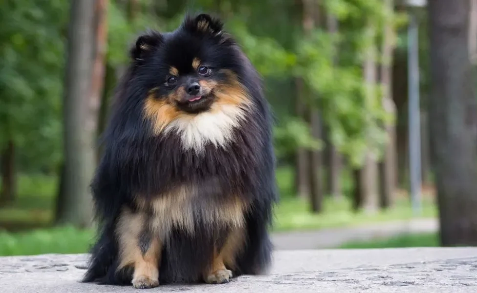 O Lulu da Pomerânia preto e marrom é um charme