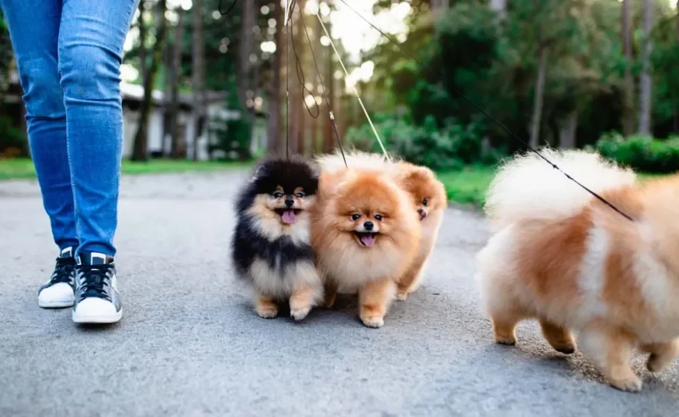 O Spitz Alemão é um cachorro que precisa de socialização