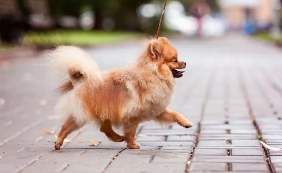 O cachorro Spitz Alemão adora acompanhar sua família