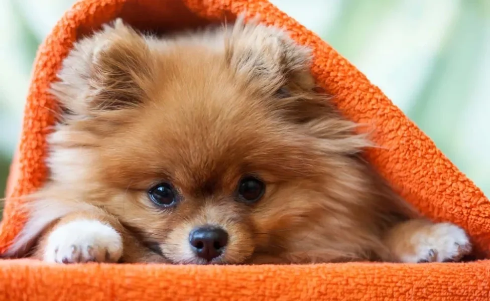 O Lulu da Pomerânia é um cachorro pequeno peludo muito fofo