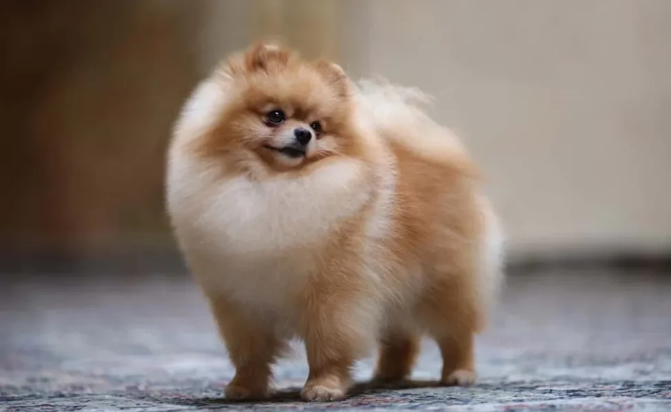 O Lulu da Pomerânia ou Spitz Alemão tem a postura altiva e forte