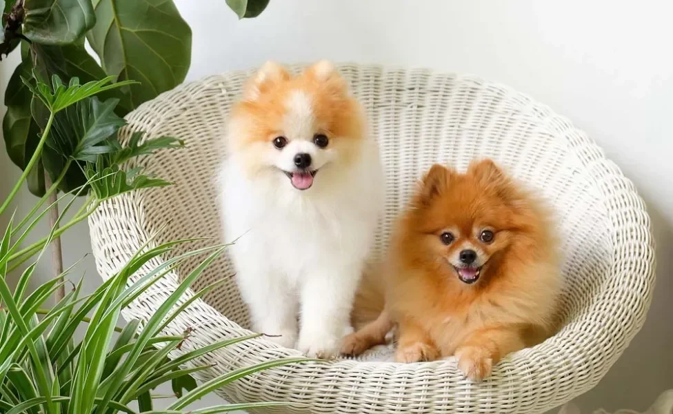 Spitz Alemão e Lulu da Pomerânia podem ser amigáveis se socializados