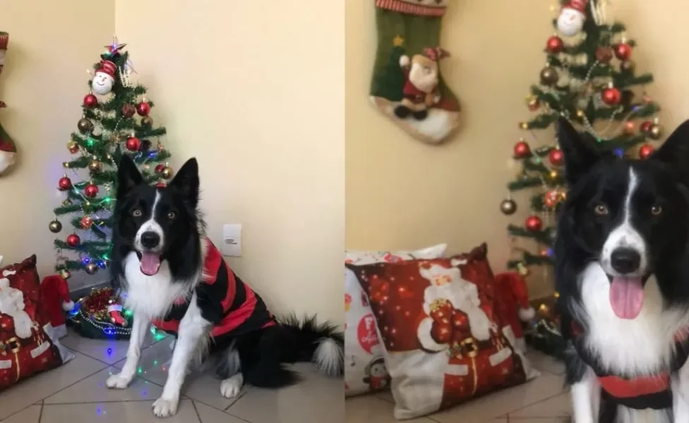 Olha o Koda com a sua roupinha de natal para cachorro. Ele já entrou no clima do fim de ano!