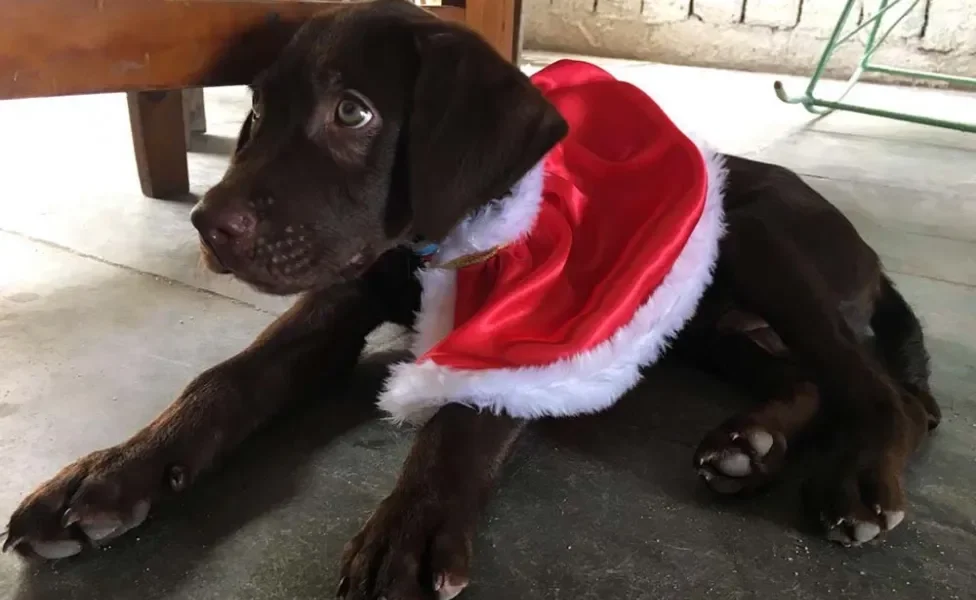 O Guerrero filhotinho com fantasia de natal é a coisa mais linda do mundo!