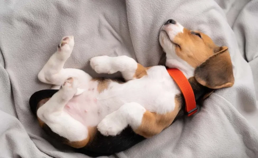 Beagle dormindo com barriga para cima