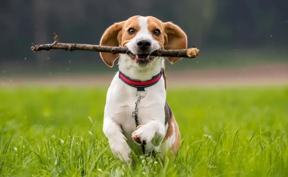 Beagle correndo com graveto na boca