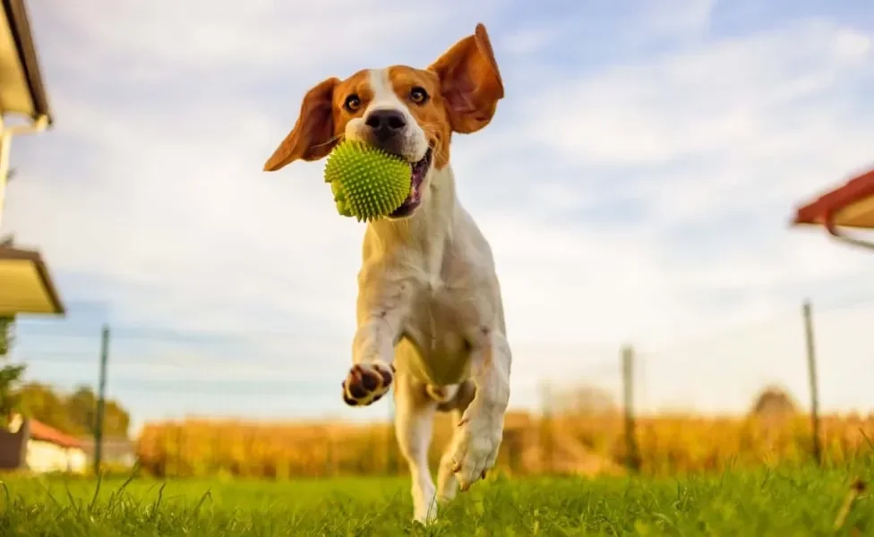 Beagle correndo com bola de tênis na boca